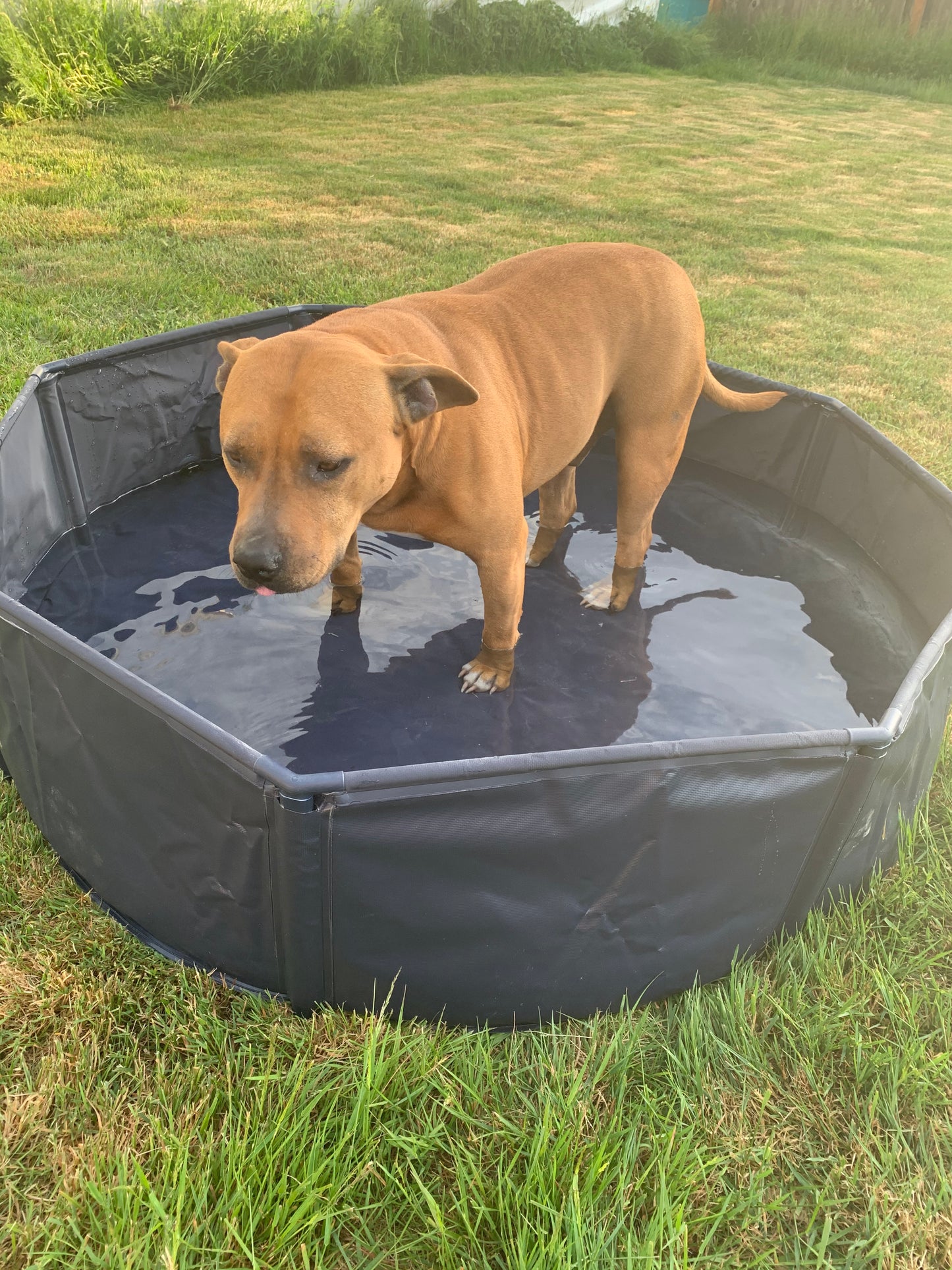 Piscina  de PVC Extra resistente para Perros